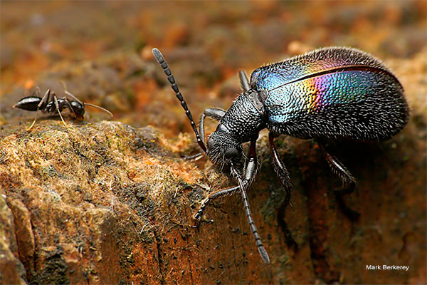 Rainbow Wanderer 1 by Mark Berkerey