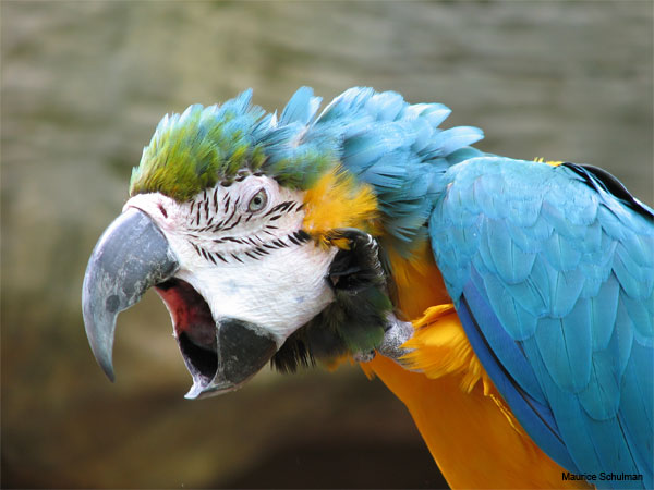 Upset Parrot by Maurice Schulman