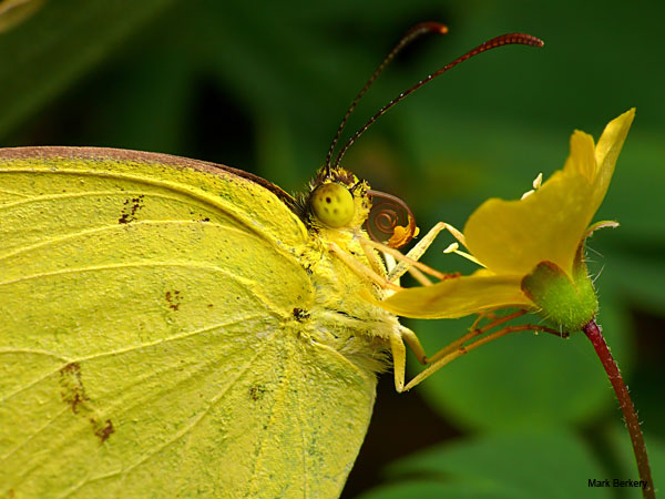 Damaged Butterfly by Mark Berkery